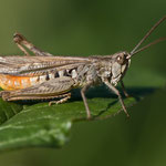 Chorthippus jacobsi