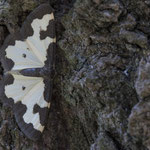 Lomaspilis marginata (Vogelschmeiß-Spanner)