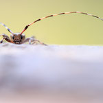 Braunbindiger Zimmerbock (Acanthocinus griseus)