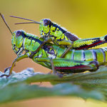 Alpine Gebirgsschrecke (Miramella alpina)