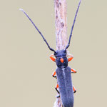 Phytoecia virgula