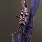 Beosus maritimus