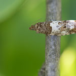 Notocelia trimaculana