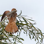 Falco tinnunculus - Common Kestrel - Turmfalke, Cyprus