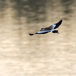 Spornkiebitz, Spur-winged Lapwing, Vanellus spinosus, Cyprus, Larnaca - Oroklini Lake, Februar 2018