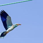 Blauracke, European Roller (male), Coracias garrulus, Cyprus, Paphos - Anarita Area, April 2018