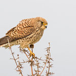 Falco naummanni - Lesser Kestrel - Rötelfalke, Cyprus, Anarita Park, April 2015