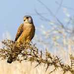 Rotfußfalke, Red-footed Falcon (female), Falco vespertinus, Cyprus, Paphos - Anarita Area, April 2018
