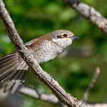 Lanius collurio - Red-backed Shrike (female) - Neuntöter, Cyprus, Paphos, Anarita Area, April 2016