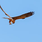 Rotfußfalke, Red-footed Falcon (female), Falco vespertinus, Cyprus, Paphos - Anarita Area, April 2018