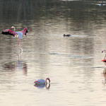 Rosaflamingo, Greater Flamingo, Phoenicopterus ruber, Cyprus, Larnacs - Oroklini Lake, Februar 2018