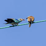 Blauracke, European Roller (male) with Gift for the femal, Coracias garrulus, Cyprus, Paphos - Anarita Area, April 2018