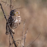 Steinkauz, Little Owl, Athene noctua, Cyprus, Paphos - Anarita Area, April 2018