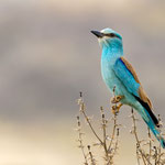 Blauracke, European Roller, Coracias garrulus, Cyprus, Paphos - Anarita Area, April 2018