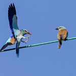 Blauracke, European Roller (male) with Gift for the femal, Coracias garrulus, Cyprus, Paphos - Anarita Area, April 2018