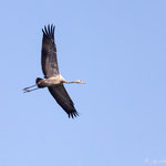Grus grus - Common Crane - Kranich, Cyprus, Akhna Dam, 12.10.2012