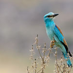 Blauracke, European Roller, Coracias garrulus, Cyprus, Paphos - Anarita Area, April 2018