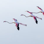 Rosaflamingo, Greater Flamingo, Phoenicopterus ruber, Cyprus, Larnacs - Oroklini Lake, Februar 2018