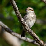 Lanius collurio - Red-backed Shrike (female) - Neuntöter, Cyprus, Paphos, Anarita Area, April 2016