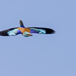 Blauracke, European Roller, Coracias garrulus, Cyprus, Paphos - Anarita Area, April 2018