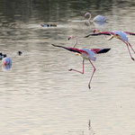 Rosaflamingo, Greater Flamingo, Phoenicopterus ruber, Cyprus, Larnacs - Oroklini Lake, Februar 2018