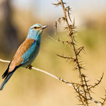 Blauracke, European Roller, Coracias garrulus, Cyprus, Paphos - Anarita Area, April 2018