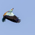 Blauracke, European Roller, Coracias garrulus, Cyprus, Paphos - Anarita Area, April 2018