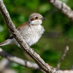 Lanius collurio - Red-backed Shrike (female) - Neuntöter, Cyprus, Paphos, Anarita Area, April 2016