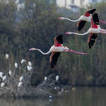 Rosaflamingo, Greater Flamingo, Phoenicopterus ruber, Cyprus, Larnacs - Oroklini Lake, Februar 2018