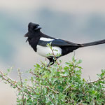 Elster, Eurasian Magpie, Picaa pica, Cyprus, Paphos - Anarita Area, April 2018