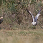 Grus grus - Common Crane - Kranich, Cyprus, Fassouri, Nov. 2013