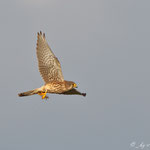 Falco tinnunculus - Common Kestrel - Turmfalke, Cyprus, Mandria, 09.01.2012