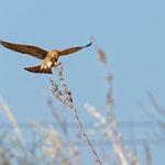 Rötelfalke, Lesser Kestrel, Falco naummanni, Cyprus, Paphos - Anarita Area, April 2018