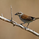 Lanius collurio - Red-backed Shrike (female) - Neuntöter, Cyprus, Paphos, Anarita Area, April 2016