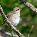 Lanius collurio - Red-backed Shrike (female) - Neuntöter, Cyprus, Paphos, Anarita Area, April 2016