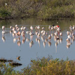 Rosaflamingo, Greater Flamingo, Phoenicopterus ruber, Cyprus, Larnacs - Oroklini Lake, Februar 2018