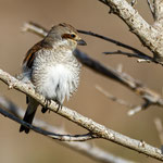 Lanius collurio - Red-backed Shrike (female) - Neuntöter, Cyprus, Paphos, Anarita Area, April 2016