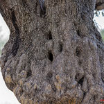 Olivenbaum mit Bruthöhle - Olive Tree with Breeding cavern - Cyprus, Polis Area, Juni 2018