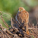 Falco tinnunculus - Common Kestrel - Turmfalke, Cyprus