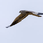 Wiesenweihe, Montagu`s Harrier male, Circus macrourus, Cyprus, Paphos - Anarita Area, April 2018