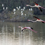 Rosaflamingo, Greater Flamingo, Phoenicopterus ruber, Cyprus, Larnacs - Oroklini Lake, Februar 2018