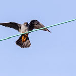 Rotfußfalke, Red-footed Falcon (male), Falco vespertinus, Cyprus, Paphos - Anarita Area, April 2018