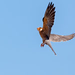 Rotfußfalke, Red-footed Falcon (female), Falco vespertinus, Cyprus, Paphos - Anarita Area, April 2018
