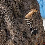 Wiedehopf male mit Blick in die Bruthöhle, Hoopoe male checking the Breeding cavern, Cyprus, 23.04.2019