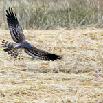 Wiesenweihe, Montagu`s Harrier male, Circus macrourus, Cyprus, Paphos - Anarita Area, April 2018
