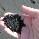 http://www.hawaiipictureoftheday.com/punaluu-black-sand-beach/