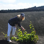 Working very hard picking the vines in Lanzarote