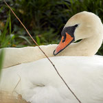 breeding mother swan