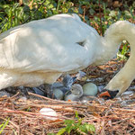 turning the eggs: Aarau Philosophenweg