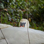 Sleepy mother swan: Aarau Philosophenweg